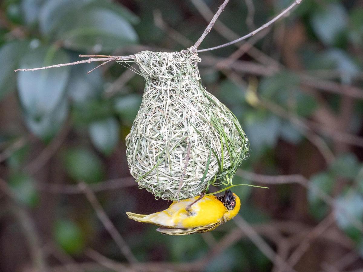 Seven Villa Hotel & Spa Johannesburg Ngoại thất bức ảnh Male hanging from a nest